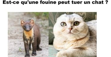 Fouine tuer chat